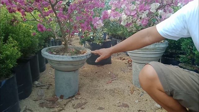 6 tips para mamulaklak ng marami ang ating mga bougainvillea. смотреть онлайн