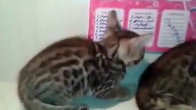 бенгальские котята 3 и 4