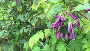 Iochroma - A Minute in the Garden 9 from A Gardener's Notebook