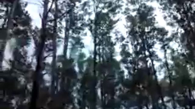 The trees are in turmoil 2 смотреть онлайн