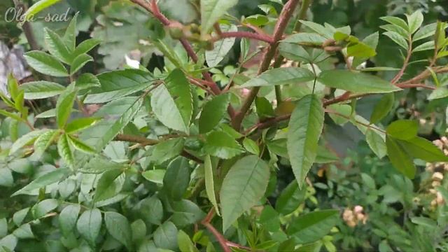 Розы на которых можно сэкономить препараты от болезней. Двадцать два сорта из моего сада. смотреть онлайн