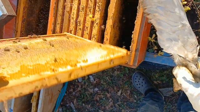 Сокращаем гнезда в Зиму.Часть2 смотреть онлайн