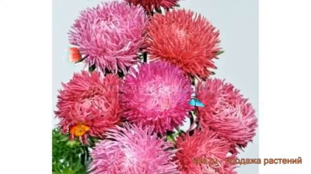 Астра обыкновенный Ред Шедоу микс ? Ред Шедоу микс обзор: как сажать, семена астры Ред Шедоу микс смотреть онлайн