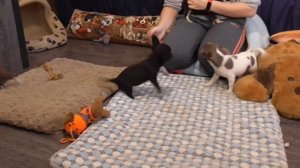 Крошки ЧИХУАХУА 3 месяца** Щенки ЧИХУА / Puppy Chivava