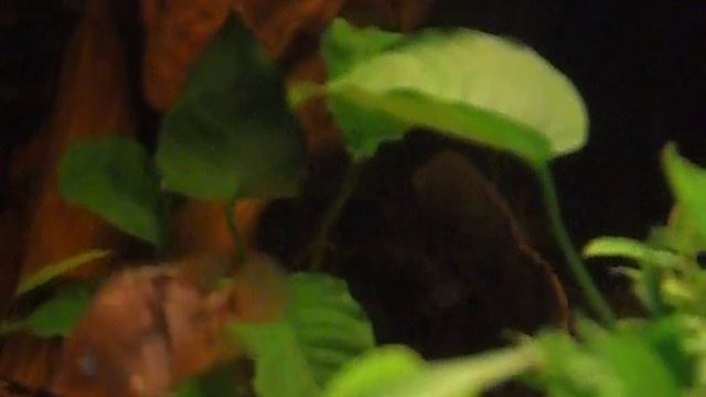 SAM_3066.AVI смотреть онлайн