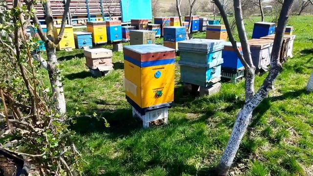 Мед залог успешного развития пчел весной! смотреть онлайн