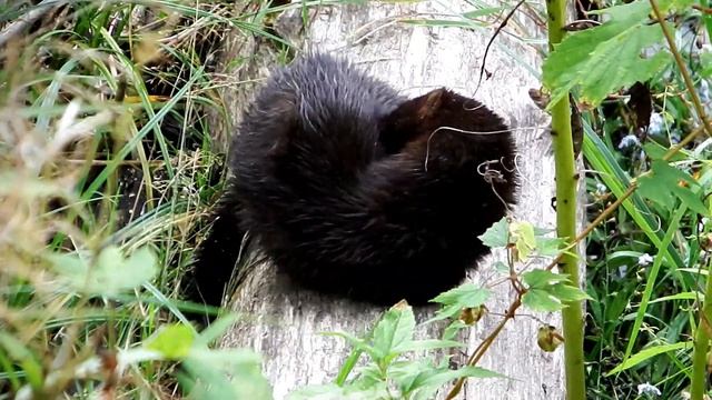 Amerikas ūdele - American Mink - Американская норка