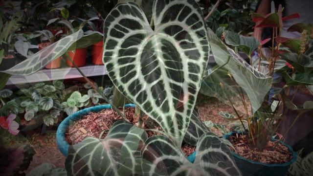 Popular Elephant Ear Anthurium (Anthurium Kuping Gajah Populer) смотреть онлайн