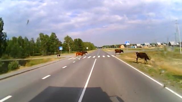 Как правильно переходить дорогу.) смотреть онлайн