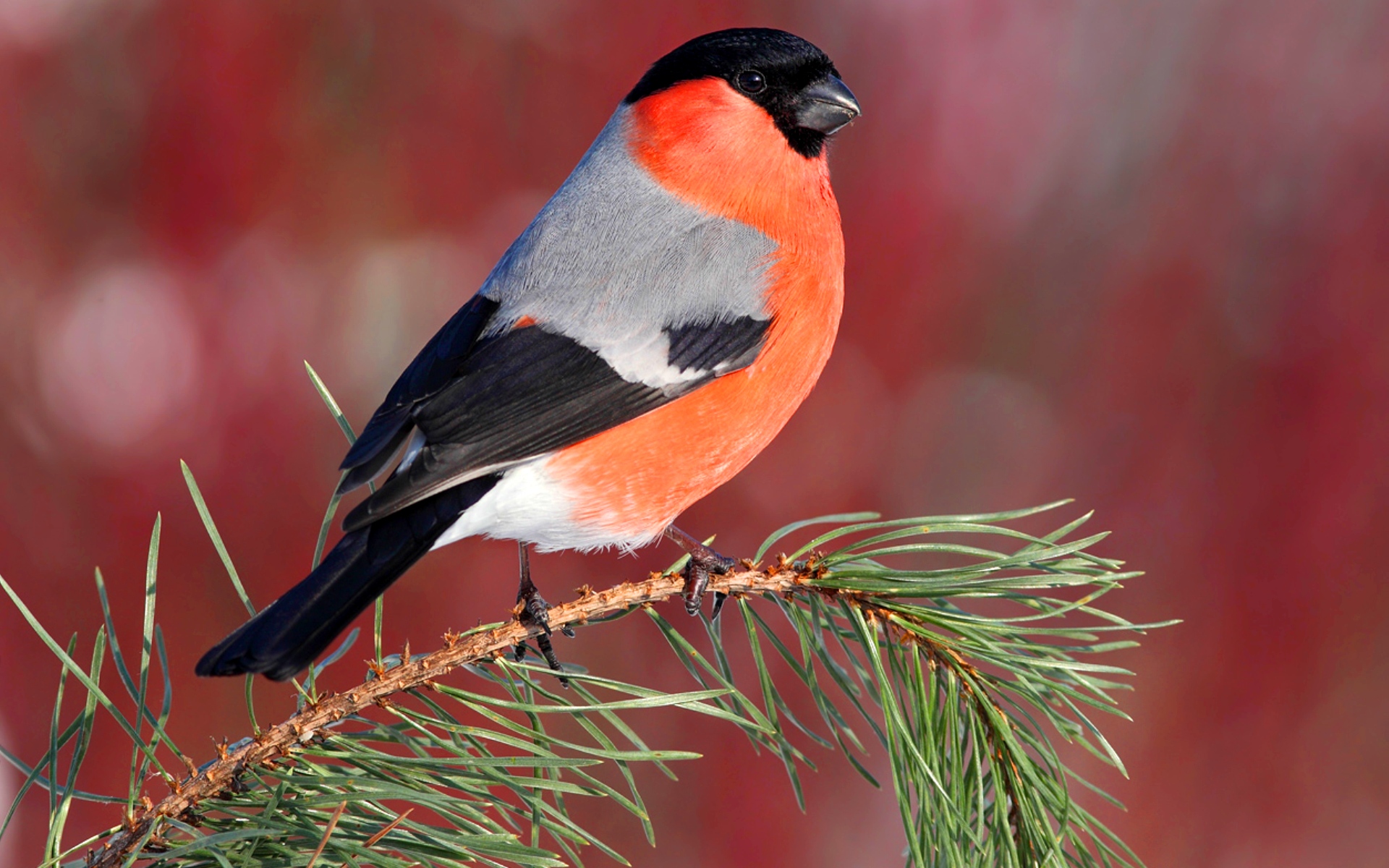Звуки  и голоса птиц  |  Пение птиц - Снегирь