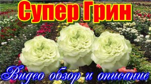 Обзор розы Супер Грин (Чайно гибридная) - Super Green (Alessandro Ghione Италия, 1997)