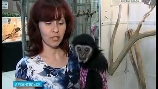 В Архангельске - экзотическая выставка смотреть онлайн