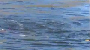 Под водой как на суше  Первое погружение будущих водолазов Харькова НУЦЗУ)