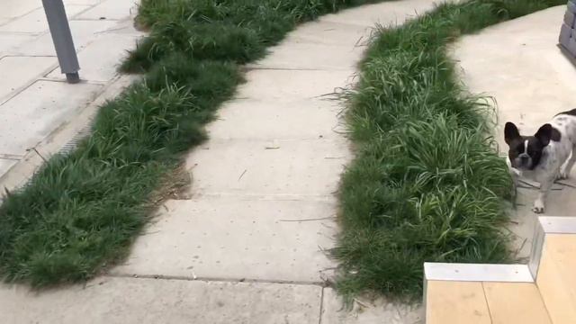 Французский бульдог Жорик обольститель !!! смотреть онлайн