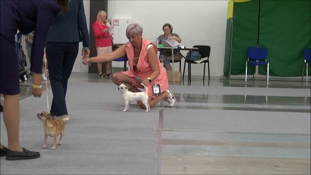 Монопородная выставка чихуахуа в СПб 20.07.2024г