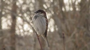 Домовой воробей, песня.. House sparrow, song