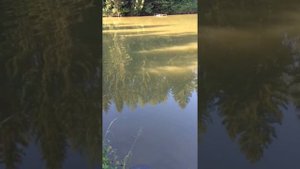 Как поймать Сазана на диком пруду! Смотреть ВСЕМ!