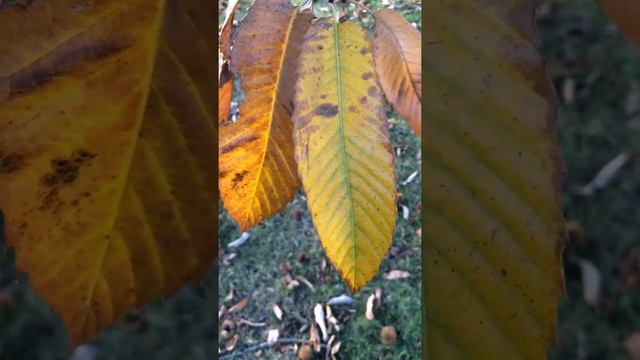 Sweet Chestnut (Castanea sativa) - leaves close up - November 2017