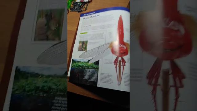 Журнал настоящие насекомые ико номер 3 за 2018 год смотреть онлайн