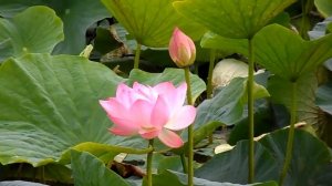 Приморье. Озеро лотосов. Красивые цветы лотоса.