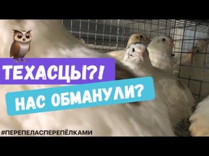 Перепела. Содержание перепелов в домашних условиях.