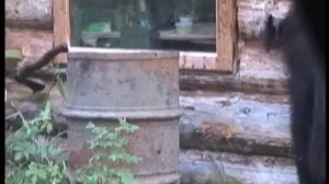 Профессиональная охота в западной сибири.avi