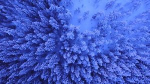 Зимний лес, зима, медитация. Музыка для сна. Длинная музыка. Сон.