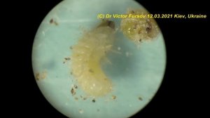 Какие Жуки Живут на Кухне? Хлебный Точильщик и Табачный Точильщик Под Микроскопом - Как Отличить?