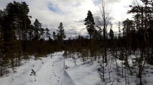 Охота на медведя с лайками на Кольском весна 2021 Часть 1