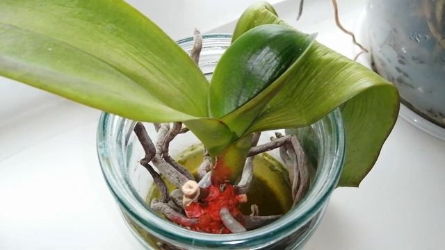 Вялые листья орхидеи, результат восстановления. #моишестьсоток смотреть онлайн