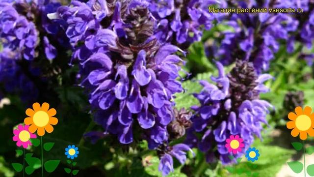 Шалфей дубравный Маркус. Краткий обзор, описание характеристик, где купить саженцы смотреть онлайн