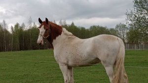 Мы пойдем с конем...