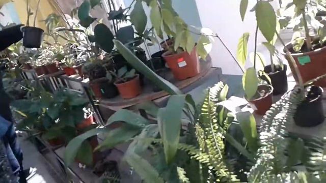 Санкт-Петербург. Оранжерея смотреть онлайн