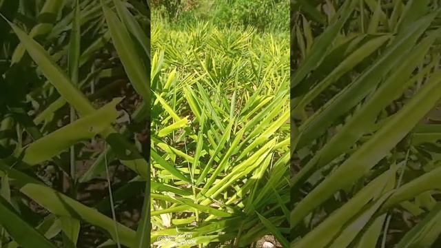 Ginger Farming 🌱🌱 #mukteshwar #organic_farming #ginger #gingerbread Mobile number - +91 #9389737653