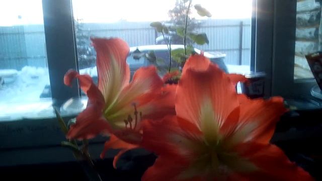 Гиппеаструм: все тонкости домашнего содержания. Удачный Сад ! смотреть онлайн