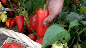 Перец сладкий Холодок F1