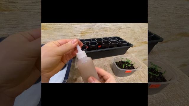 самая простая пикировка перца в стаканчики смотреть онлайн