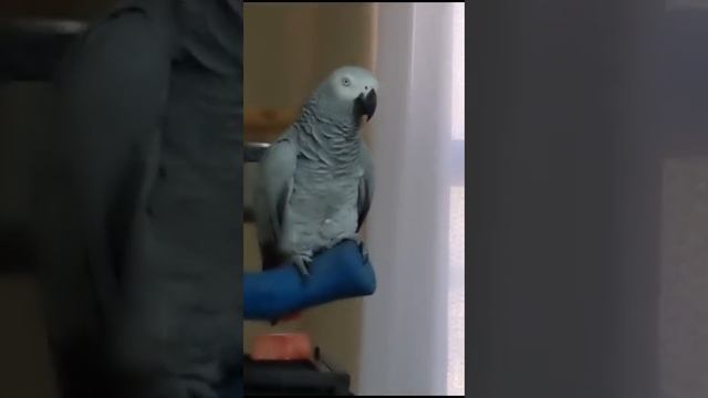 - красивая. Ам хай! - Народ жив! Будем сильные. - Семечки, зёрнышки, компотик... смотреть онлайн