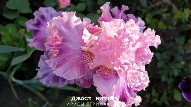 ДЖАСТ ВИТЧЕРИ ИРИСЫ СТРИЖАКОВОЙ,