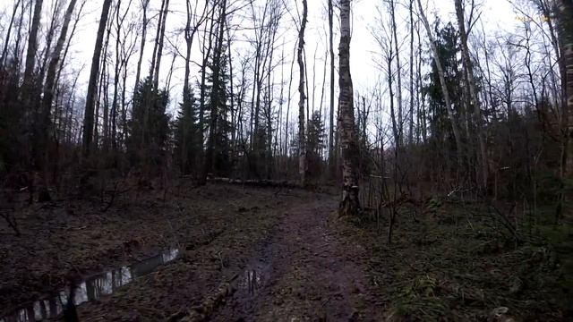 Поиск с металлоискателем АКА Сигнум / Поиск кладов / коп монет / кладоискатель / коп в лесу смотреть онлайн