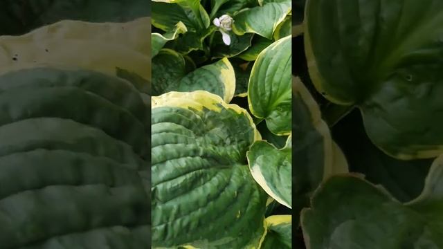 ХОСТА КРИСТМАС ТРИ #хосты #купитьхосты #цветыхосты смотреть онлайн