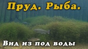 Пруд. Рыба. Декабрь 2021 г.