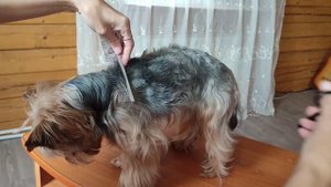 стрижка Йорка в домашних условиях. часть 1 . уход за Йорком.