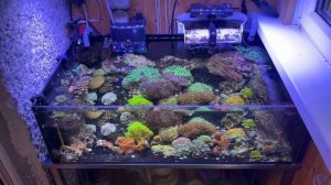 Морская система с двумя аквариумами и общим сампом. Часть 1. Морской аквариум на балконе и самп.