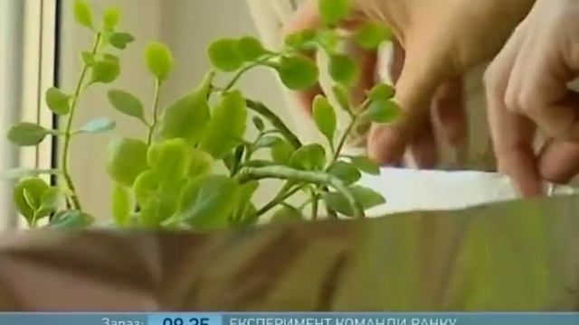 На Что Способна Обычная Алюминиевая Фольга? - Ранок - Інтер смотреть онлайн