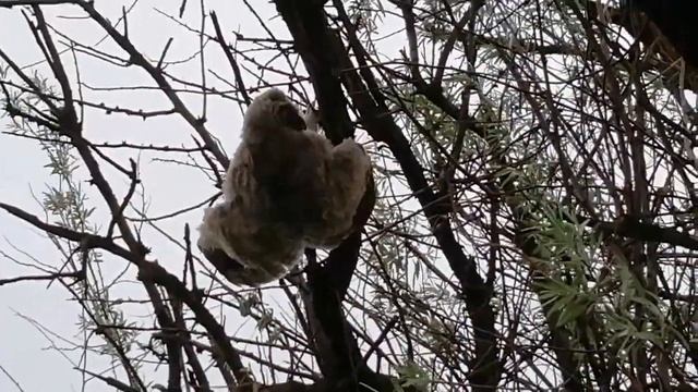 Совенок выпал из гнезда! Возвращение домой... Ч.1 смотреть онлайн