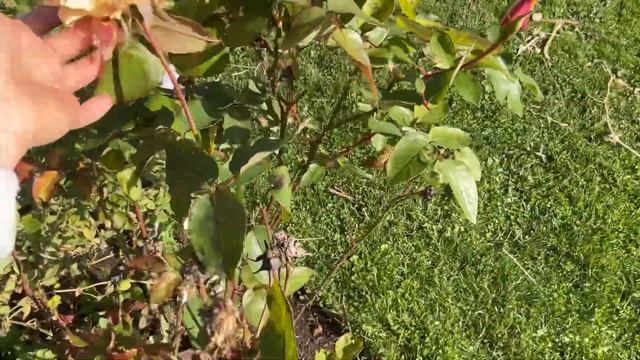 Октябрь. Петуния - благодарное растение. October. Petunia смотреть онлайн