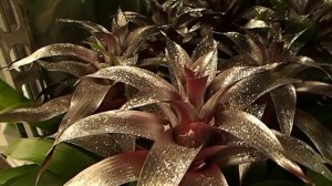 Bromeliads with silver glitter