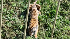 г. Клин парк Земля прайда 26.08.2024г