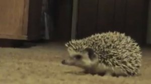 Ежик Подборка ежиков. Приколы, смешные моменты